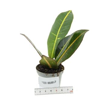 Kroton mix květináč 6cm