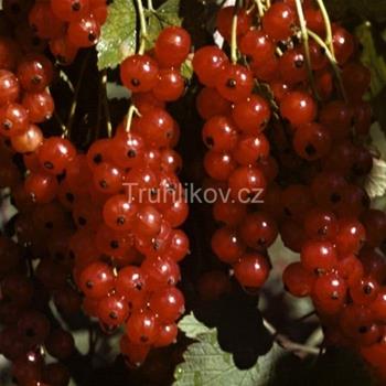 Rybíz červený Rovada květináč 2 litry, keř, červený