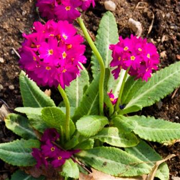 Prvosenka zoubkatá Prome Deep Rose květináč 9cm