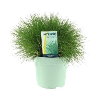 Kostřava medvědí AmiGreen květináč 2 litry