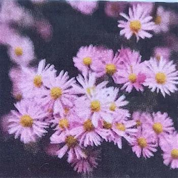 Hvězdnice Pink Star kvěitnáč 11cm