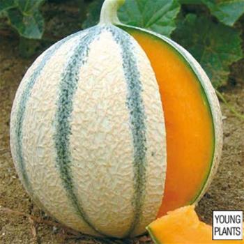 Meloun cukrový Anasta roubovaný 12cm