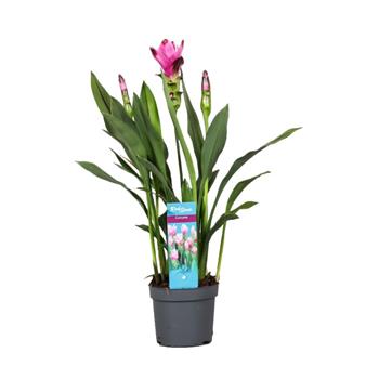 Kurkuma Siam mix květináč 14cm