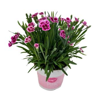 Hvozdík karafiát Pink Kisses 12cm