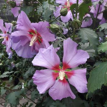 Ibišek syrský Big Hibiskiss květináč 6 litrů, výška 40/60cm, keř