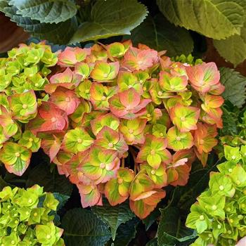 Hortenzie velkolistá Magical Greenfire květináč 5 litrů