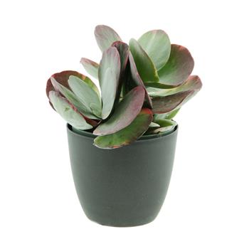 Kolopejka mix květináč 14cm