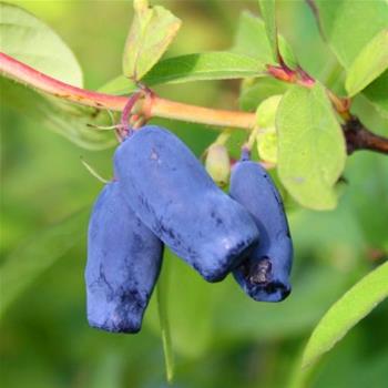 Zimolez kamčatský Blue Velvet© květináč 2,5 litru, keř, částečně samosprašná