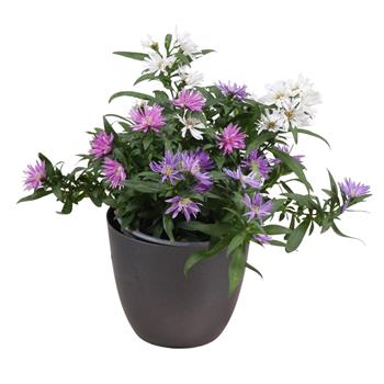 Hvězdnice novobelgická Trio květináč 13cm