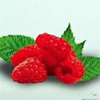 Maliník Jummy květináč 2 litry, kompaktní, REMONTANTNÍ