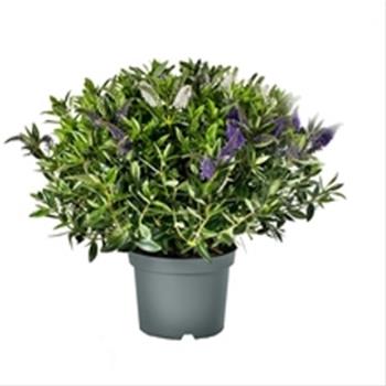 Hebe Addenda® Green Leaf květináč 12cm