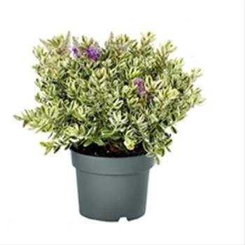 Hebe Addenda® Variegata