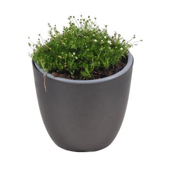 Úrazník šípovitý 12cm