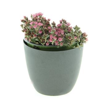 Rozchodník Sunsparkler Blue Elf květináč 12cm