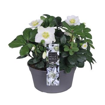 Čemeřice černá Christmas Carol 2 litry