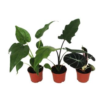 Alokázie MIX květináč 6cm