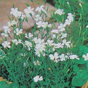 Hvozdík kropenatý Confetti White květináč 9cm