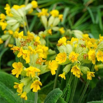 Prvosenka jarní Cabrillo Yellow květináč 9cm