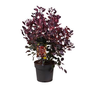 Růj vlasatá Lilla výška 30/40cm, květináč 5 litrů