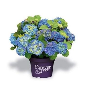 Hortenzie velkolistá Forever & Ever BLUE květináč 10 litrů, výška 60/80cm, keř
