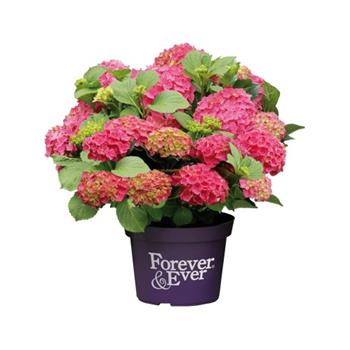 Hortenzie velkolistá Forever & Ever RED květináč 10 litrů, výška 60/80cm, keř