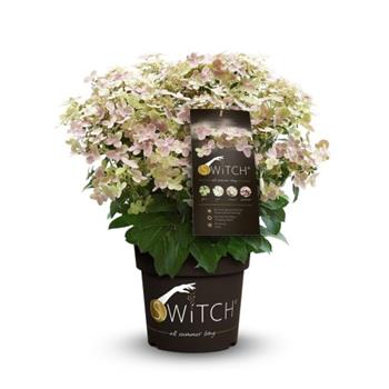 Hortenzie latnatá Switch květináč 6 litrů, výška 40/60cm, keř