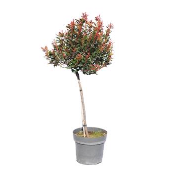Blýskalka Fraserova Red Ballcoon květináč 10 litrů, kmínek 50cm, stromek