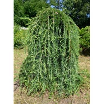 Modřín japonský Stiff Weeper kmínek 150cm, květináč 10 litrů