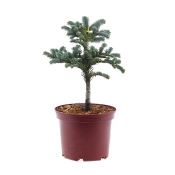 Jedle vznešená Wiesmoornixe květináč 4 litry, výška 25/30cm, keř