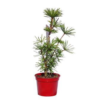 Pajehličník přeslenitý Platyna výška 30/40cm, květináč 5 litrů