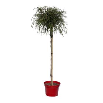 Zerav řasnatý Whipcord kmínek 80cm, květináč 7,5 litru