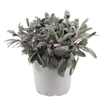 Šalvěj lékařská Purpurea 14cm