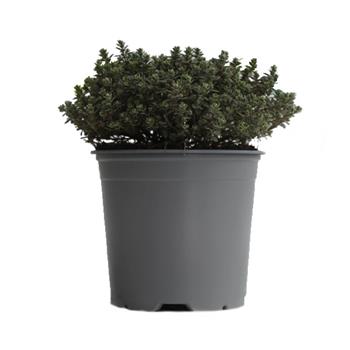 Mateřídouška citrónová Silver Queen květináč 14cm