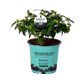 Borůvka Berry Bux květináč 10,5cm