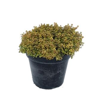 Mateřídouška citronová Doone Valley květináč 14cm