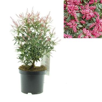 Pieris japonský Polar Passion květináč 2,5 litru, výška 25/40cm, keř