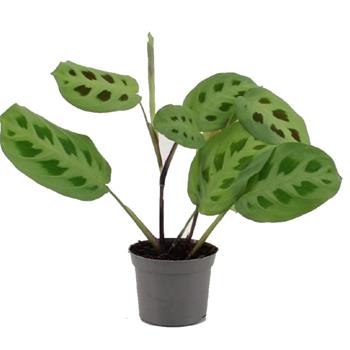 Maranta MIX květináč 6cm
