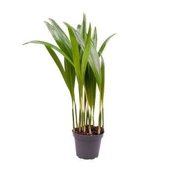 Areka květináč 6cm