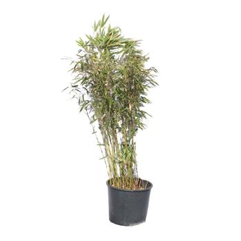Fargésie Rufa květináč 10 litrů, výška 50/80cm
