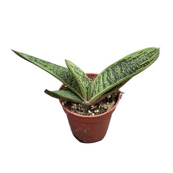 Gasterie mix, květináč 6cm