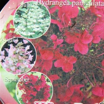 Hortenzie latnatá Wims Red 3 litry