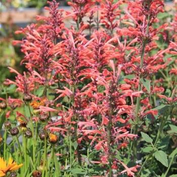 Agastache Kudos Coral®  13cm