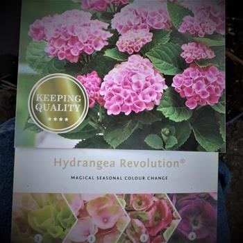 Hortenzie velkolistá Magical Revolution Pink květináč 5 litrů výška 30/40cm, keř