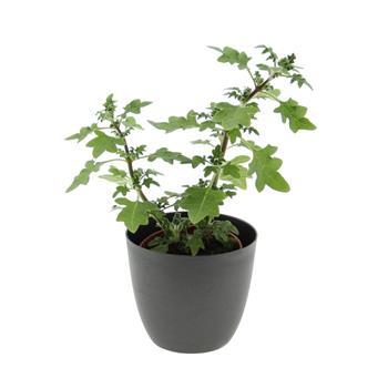 Migrénovník květináč 11cm