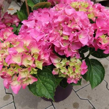 Hortenzie velkolistá Forever & Ever RŮŽOVÁ květináč 5 litrů výška 30/40cm, keř
