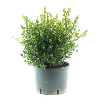 Zimostráz malolistý Faulkner květináč 5 litrů, průměr 25/35cm, koule