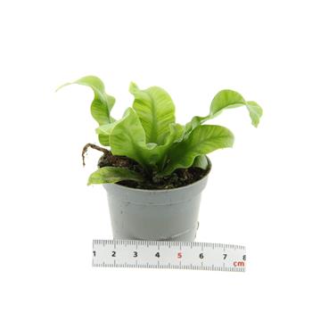 Sleziník MIX květináč 6cm