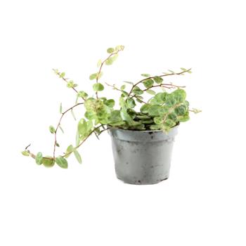 Pepřinec EXTRA mix květináč 6cm