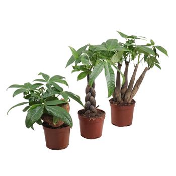 Pachira vodní mix, květináč 11cm