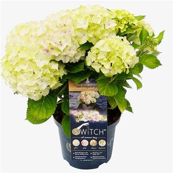 Hortenzie velkolistá Switch květináč 5 litrů, výška 40/50cm, keř